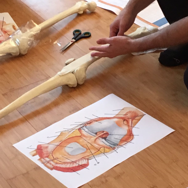 Workshop Quick Anatomie